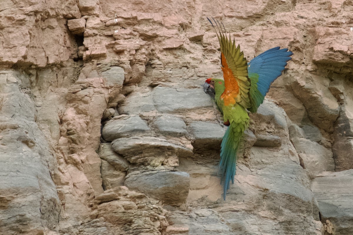 Red-fronted Macaw - ML612096979