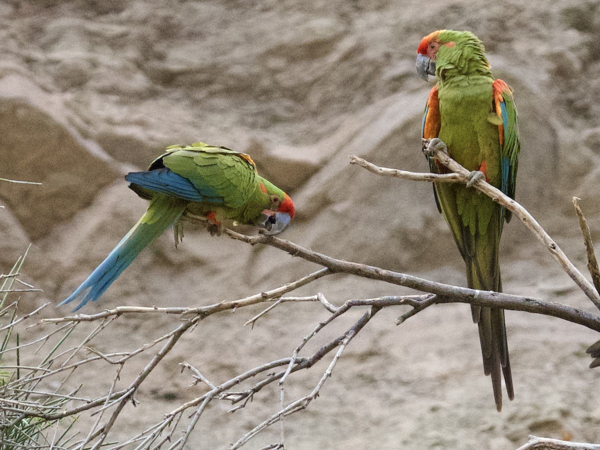 Red-fronted Macaw - ML612097005