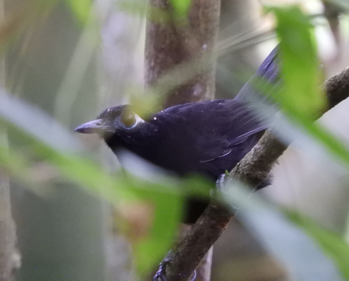 Blue-lored Antbird - ML612097022