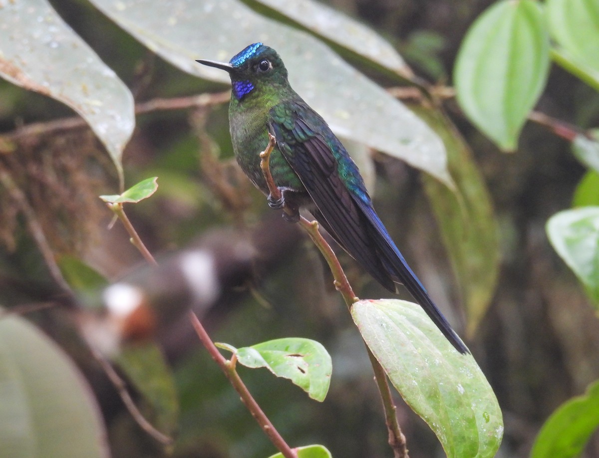 Violet-tailed Sylph - ML612097036