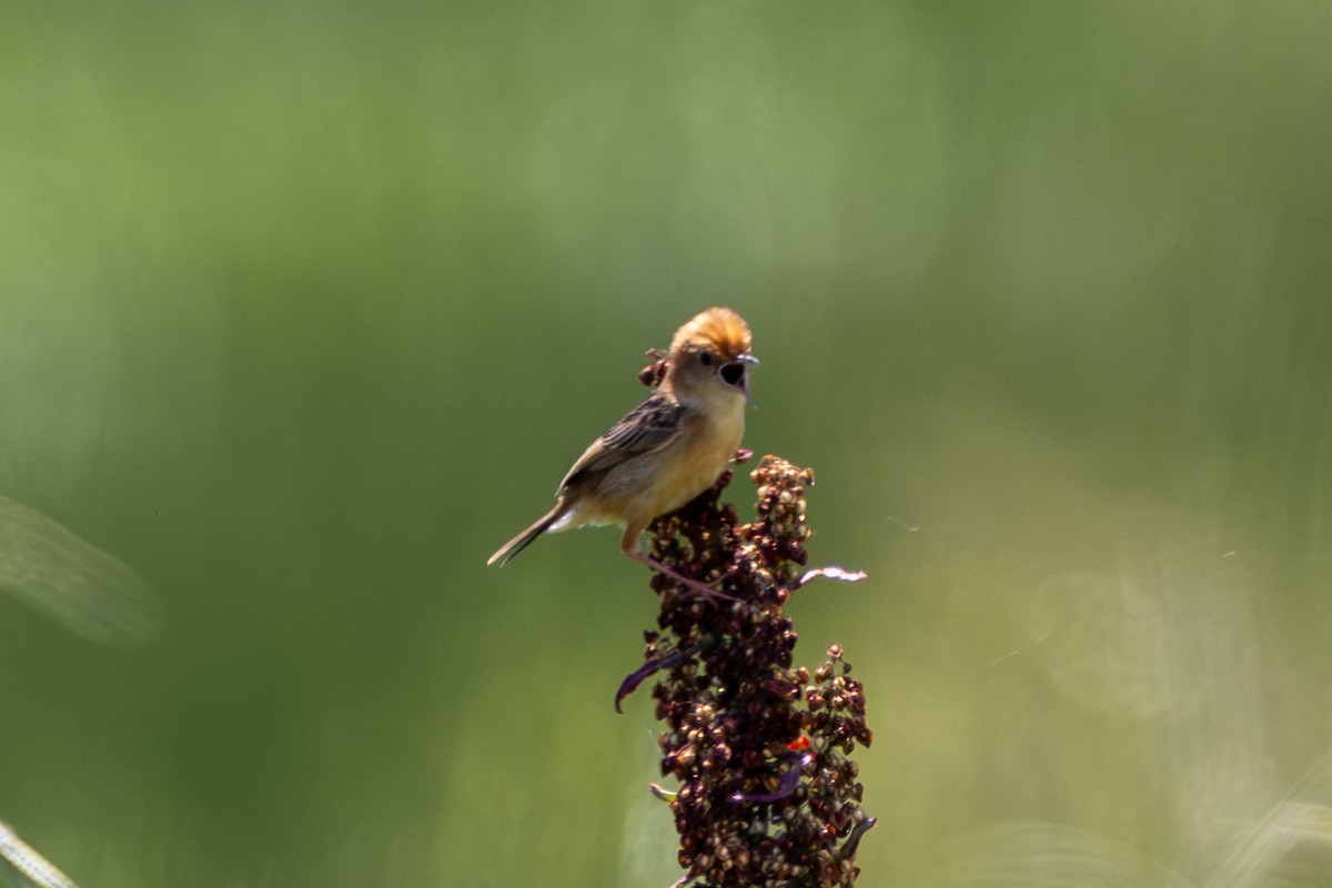 Golden-headed Cisticola - Chris Kennelly