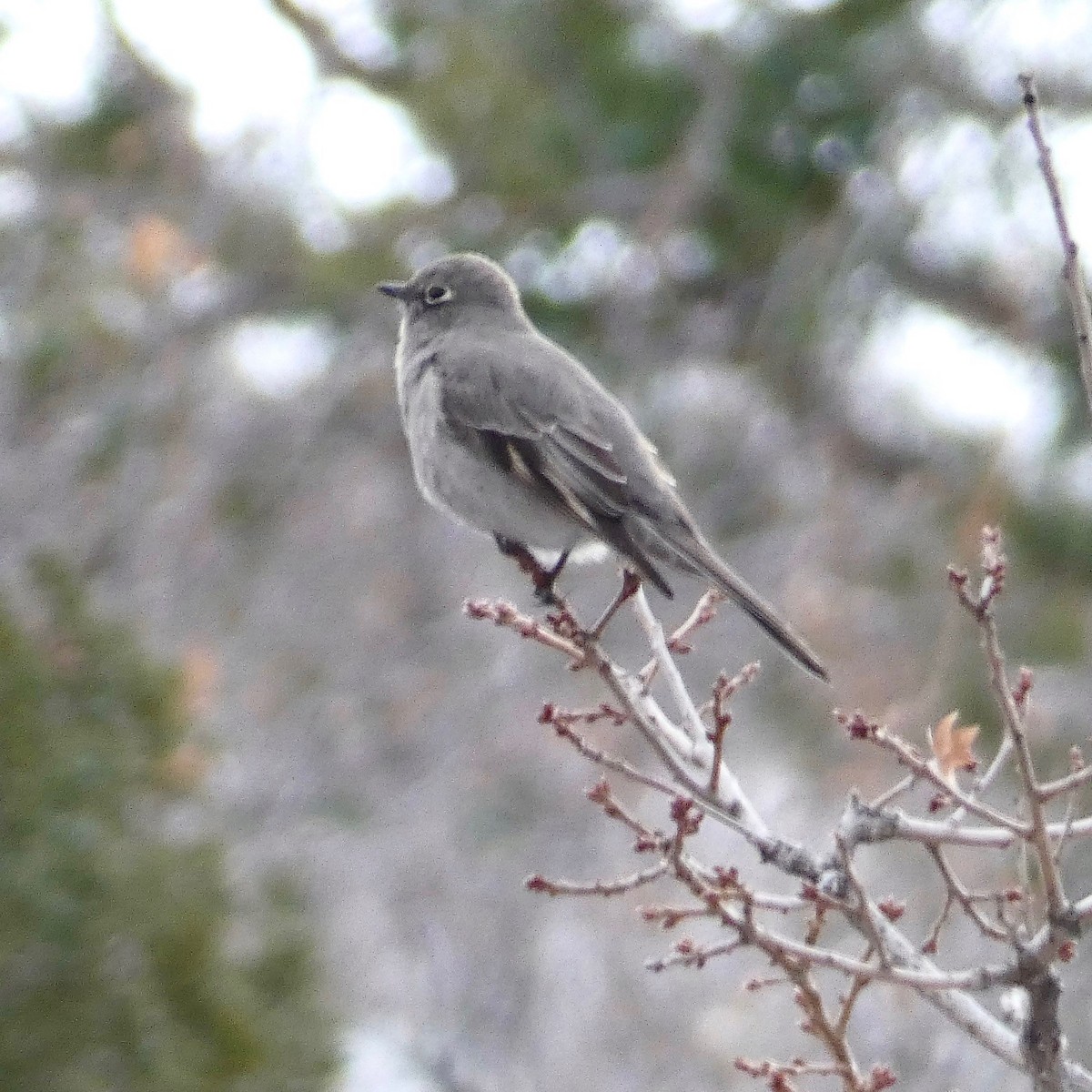Townsend's Solitaire - ML612097127