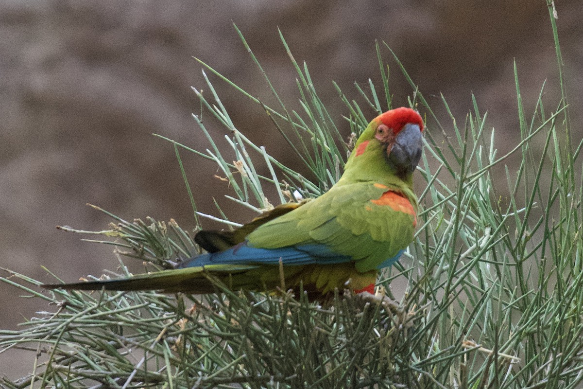 Red-fronted Macaw - Debbie Metler