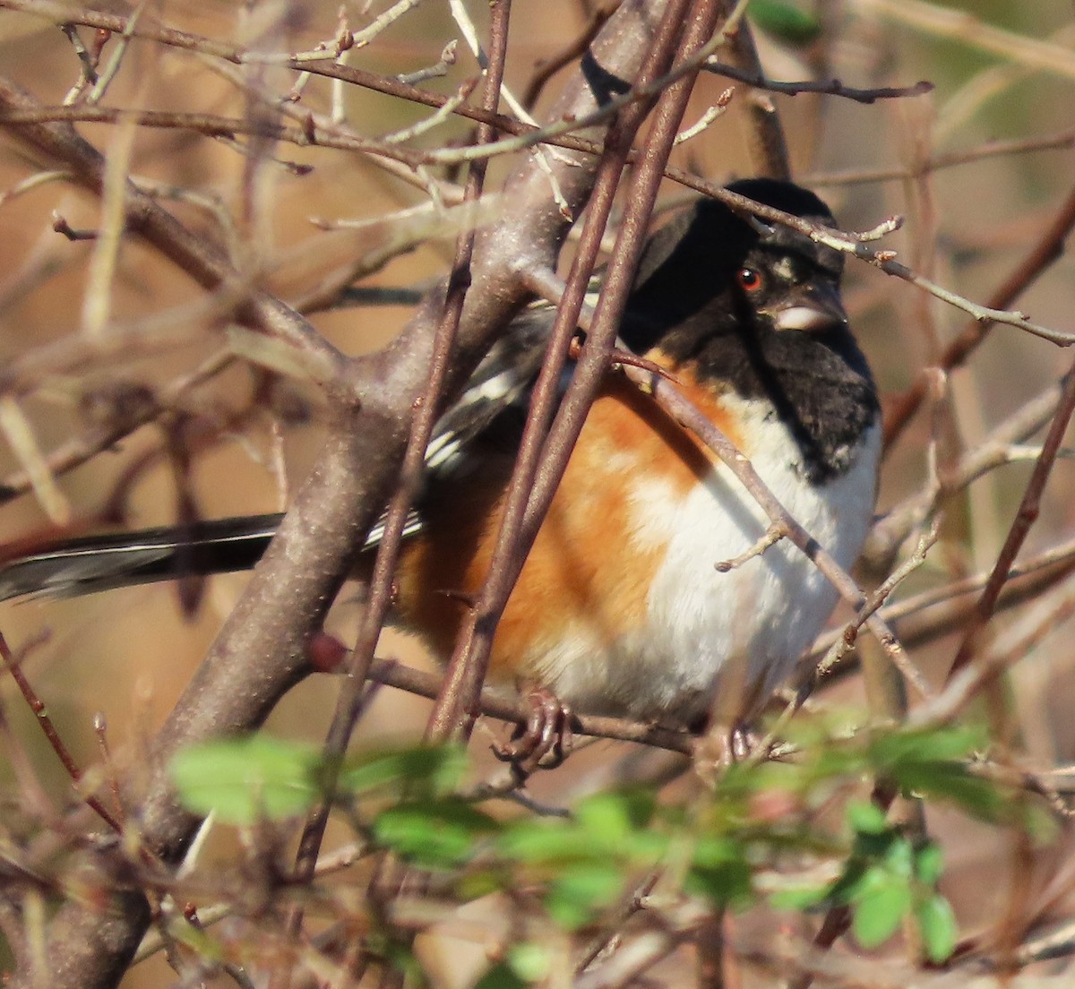 Spotted Towhee - ML612097170