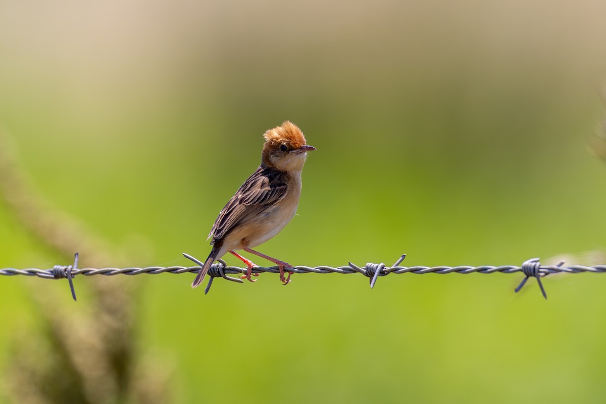 Golden-headed Cisticola - Chris Kennelly