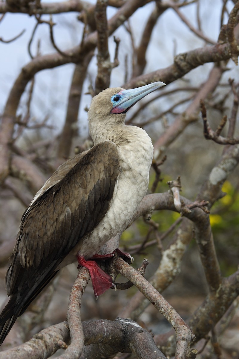 Red-footed Booby - ML612097233