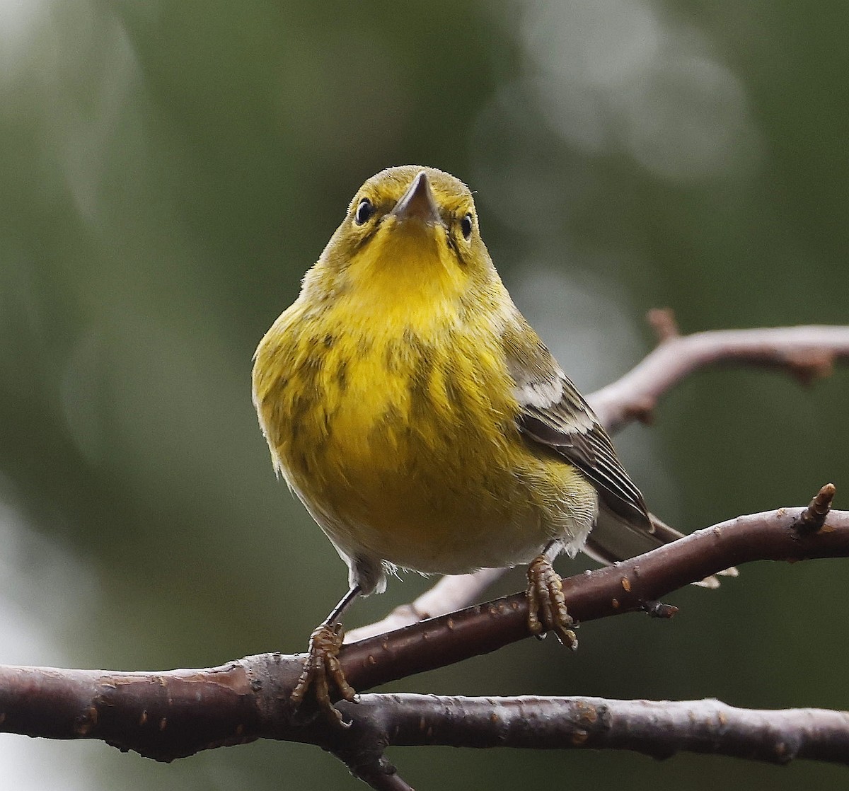 Pine Warbler - ML612097401