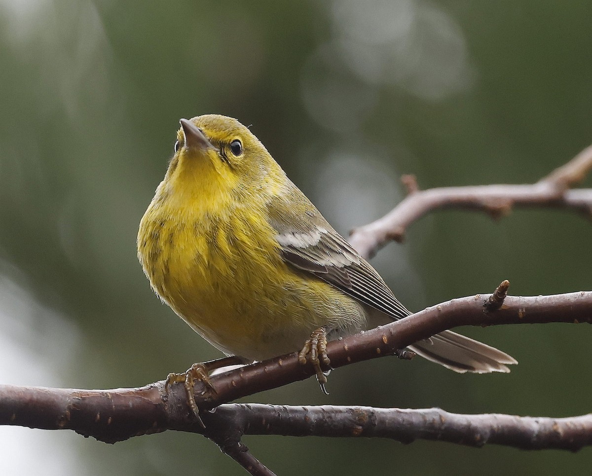 Pine Warbler - ML612097403