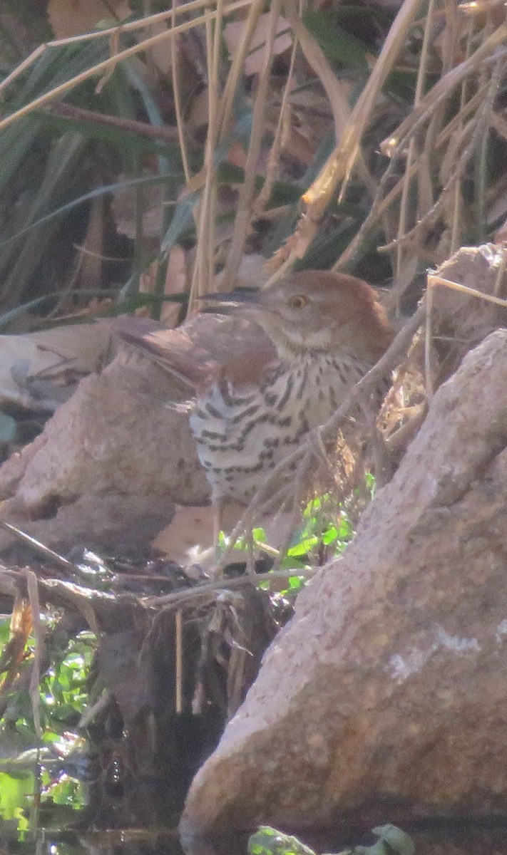 brunspottefugl - ML612097418