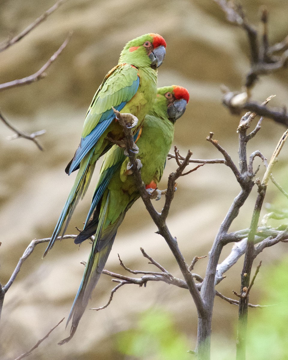 Red-fronted Macaw - ML612097446