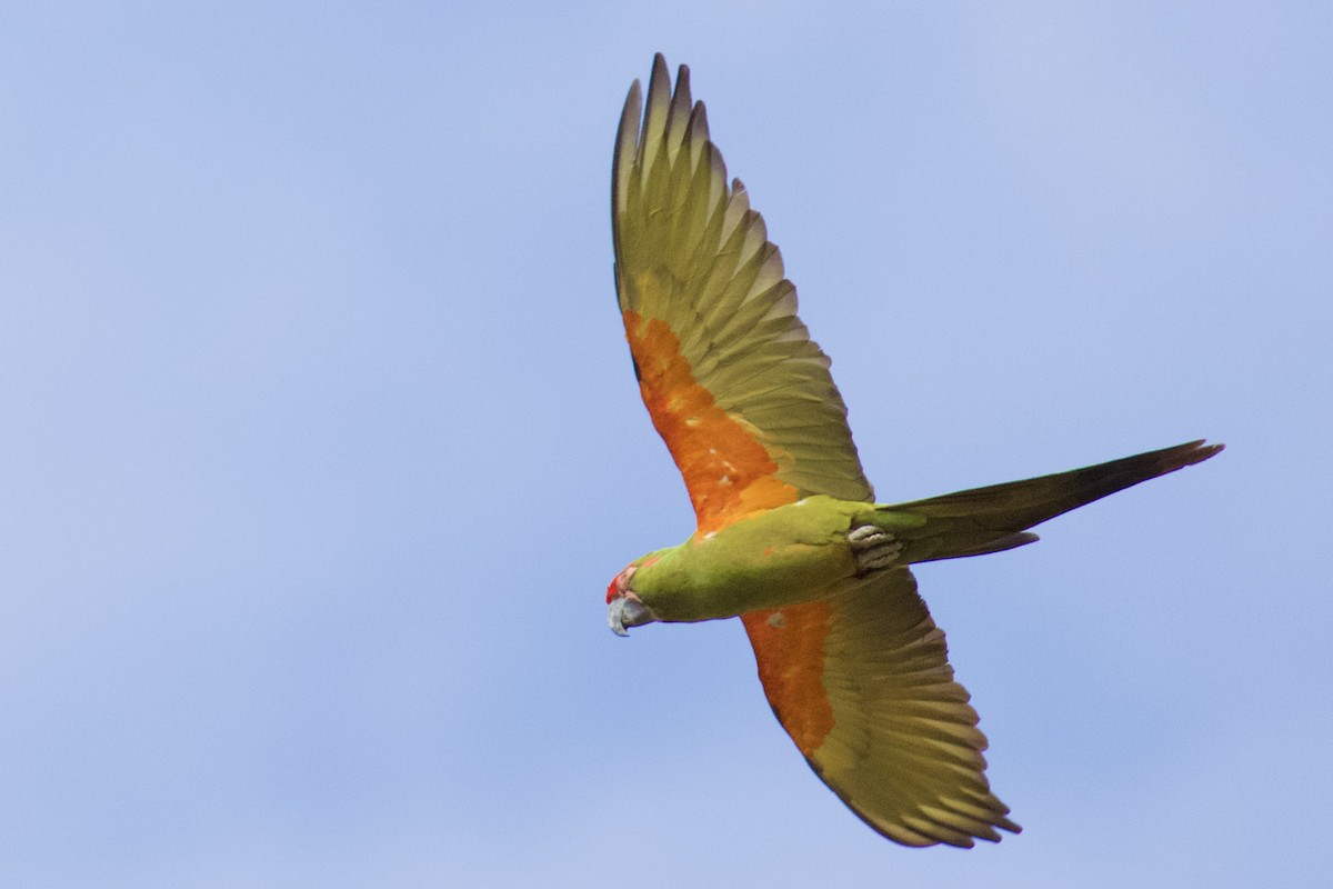 Red-fronted Macaw - ML612097619