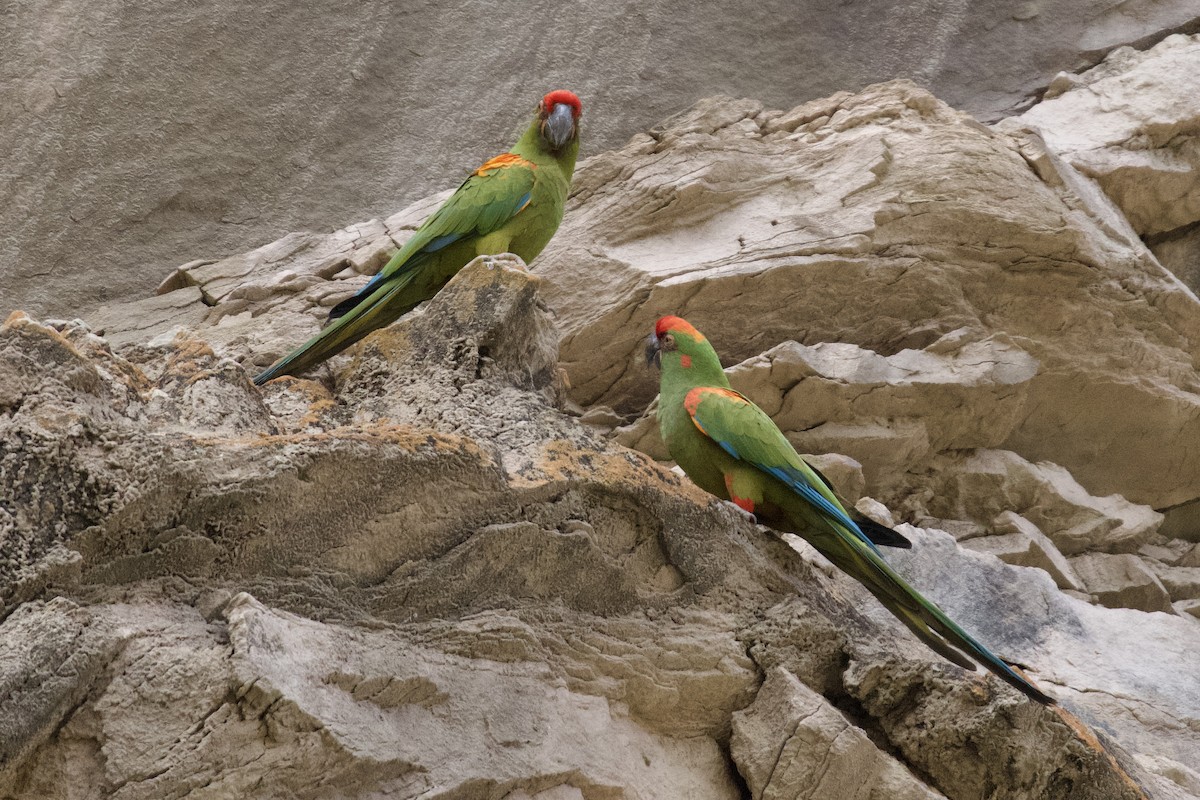 Red-fronted Macaw - ML612097651