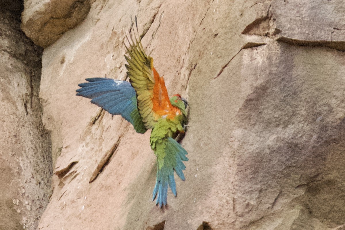 Red-fronted Macaw - ML612097684