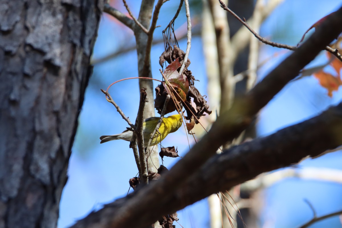 Pine Warbler - ML612097734