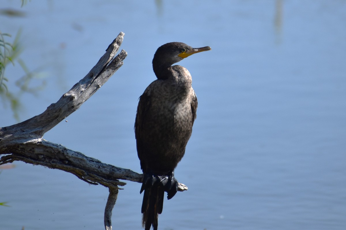 Double-crested Cormorant - Tia Offner
