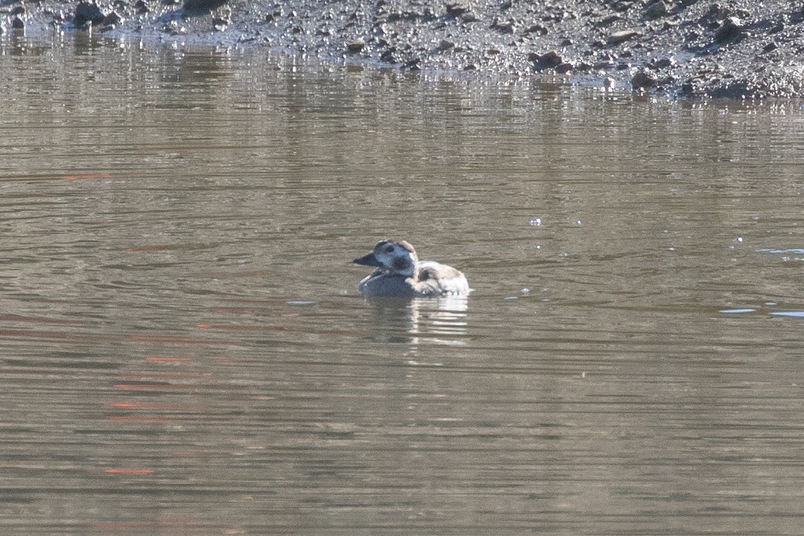 Long-tailed Duck - ML612098144