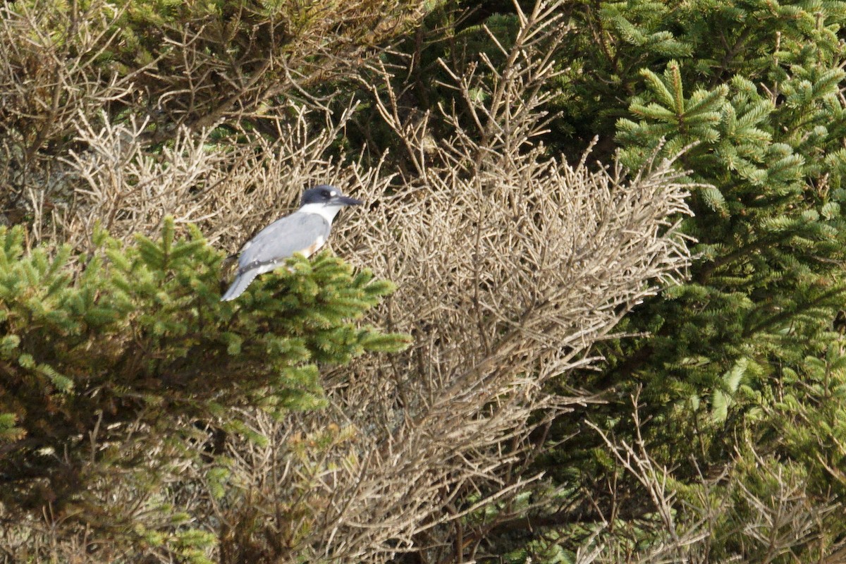 Belted Kingfisher - ML612098221