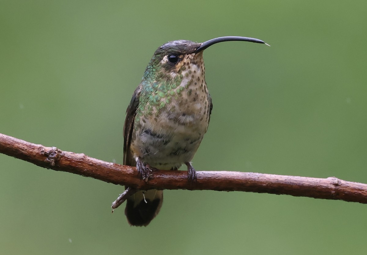 kolibřík aksamitový - ML612098365
