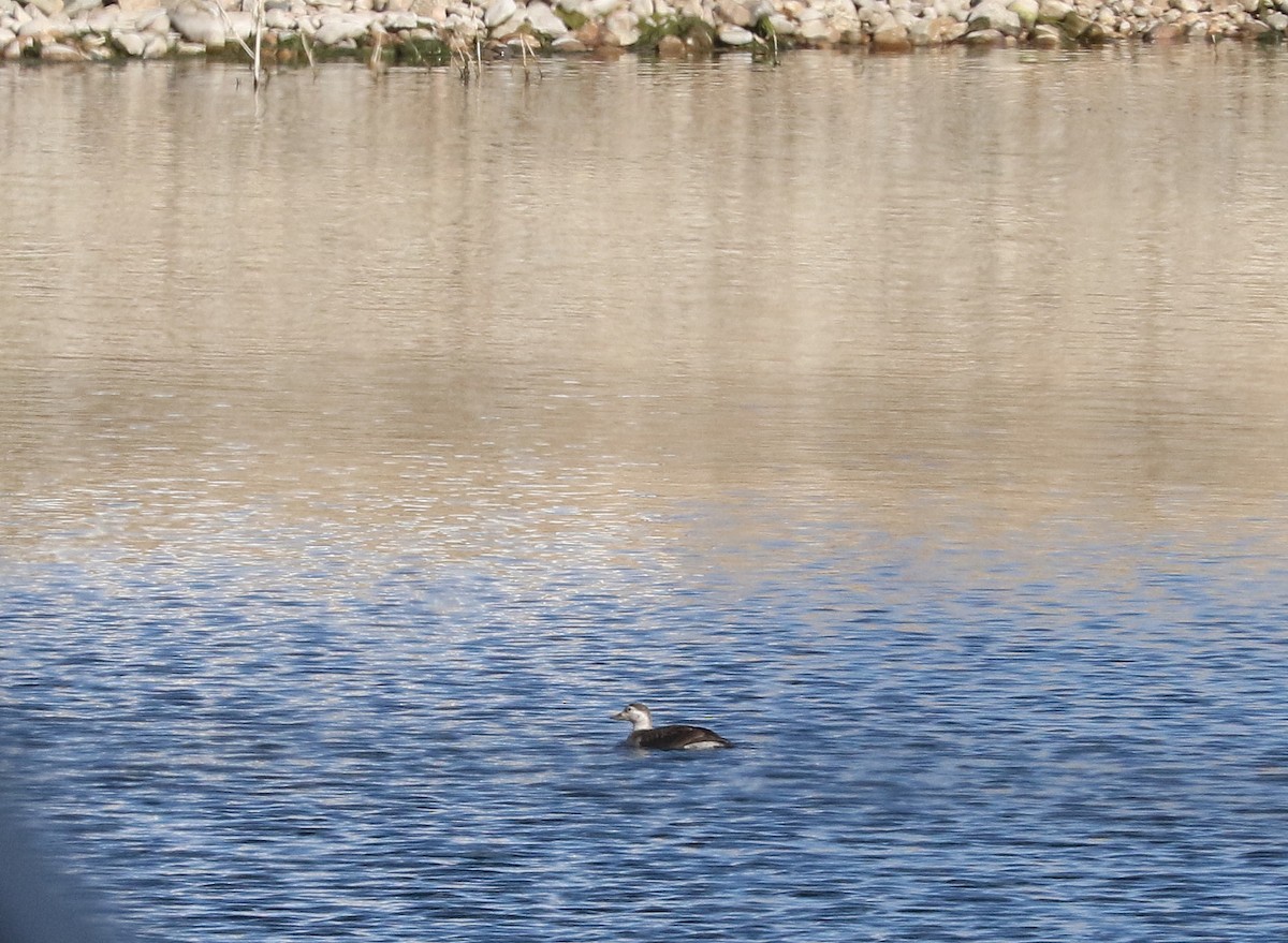Long-tailed Duck - ML612098662