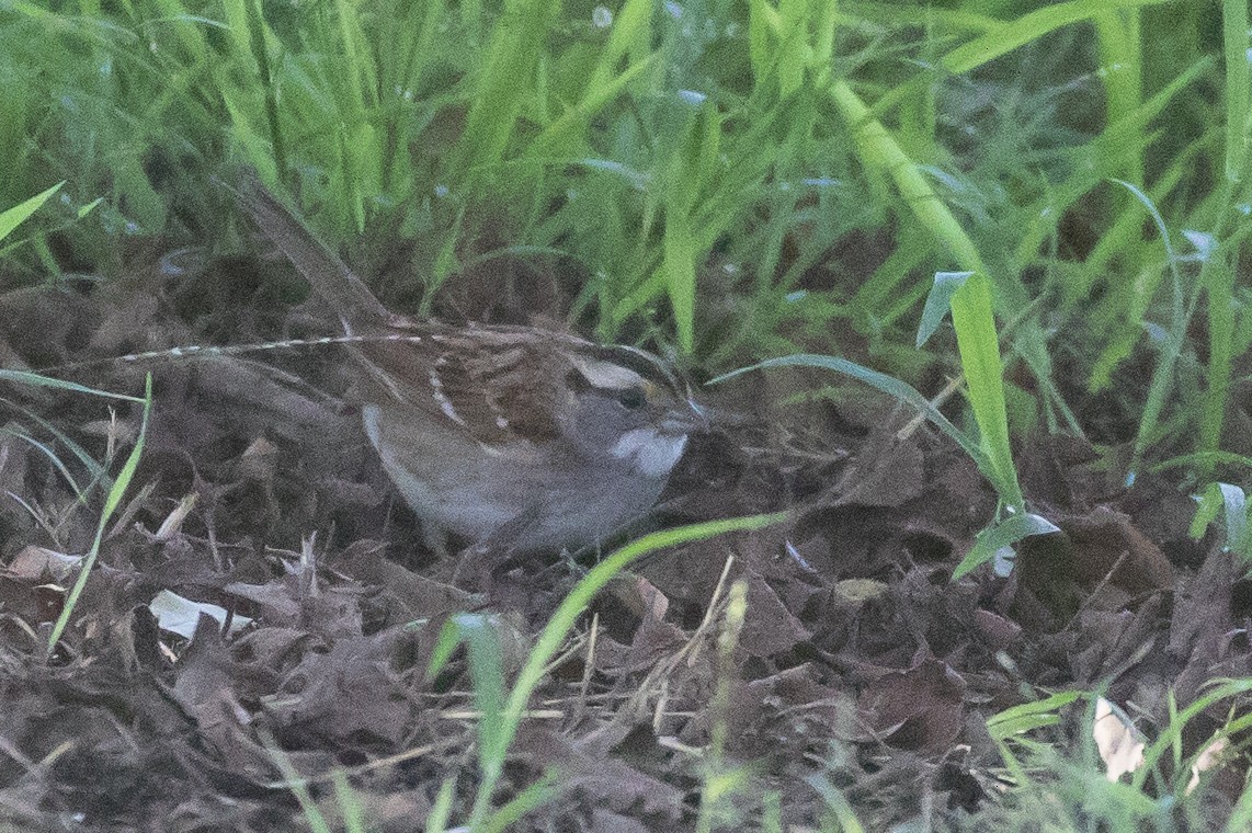 White-throated Sparrow - Brad Dawson
