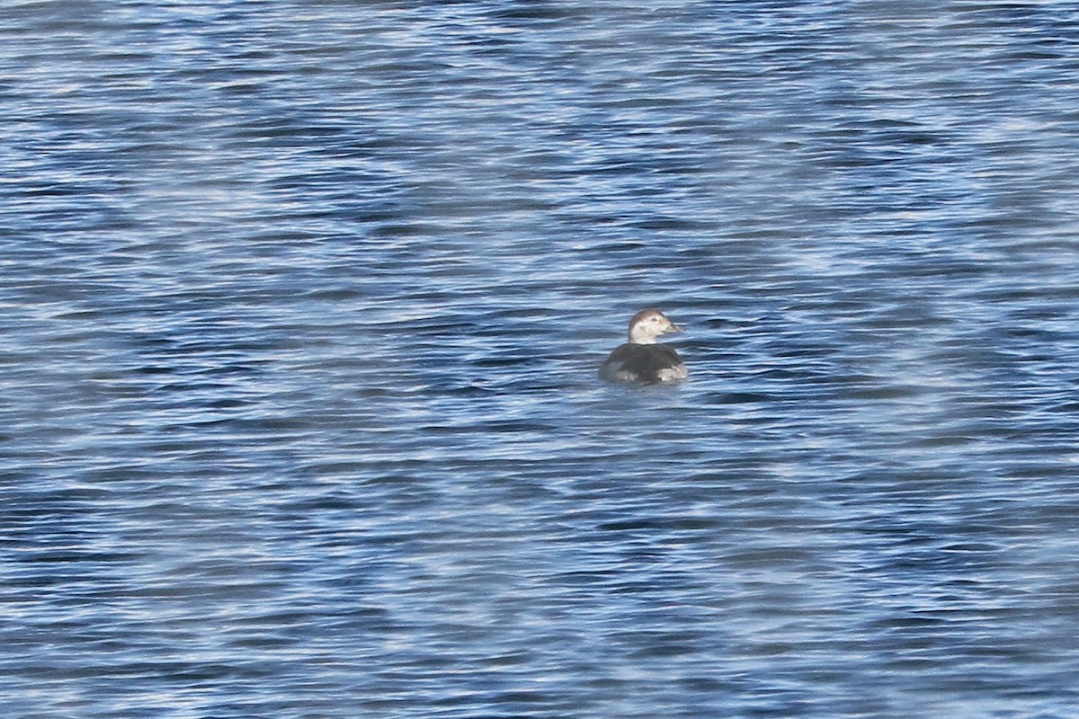 Long-tailed Duck - ML612098677