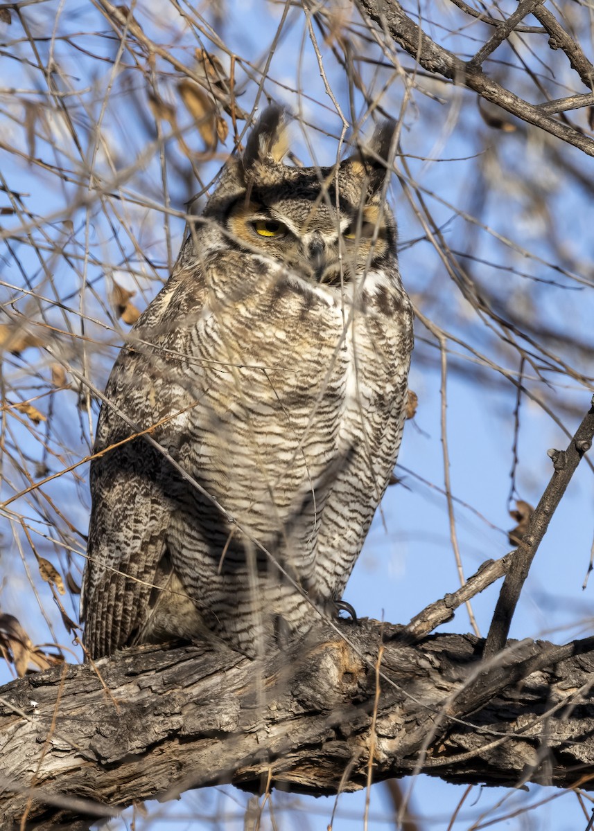 Great Horned Owl - ML612098778