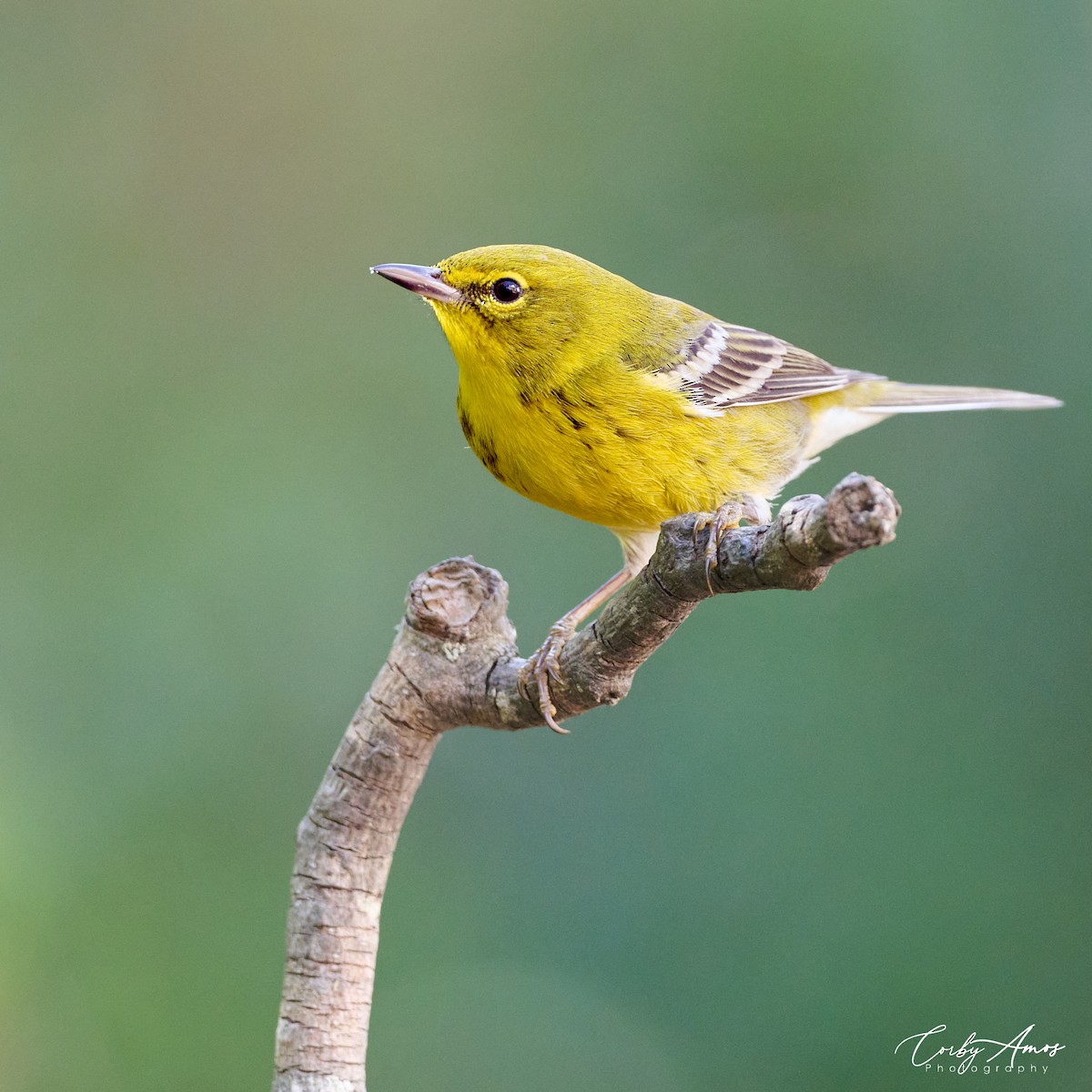 Pine Warbler - ML612098839