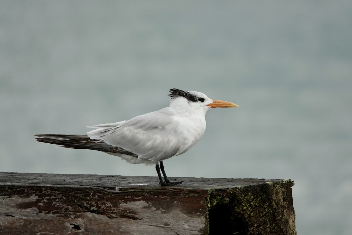 Royal Tern - Michel Robert