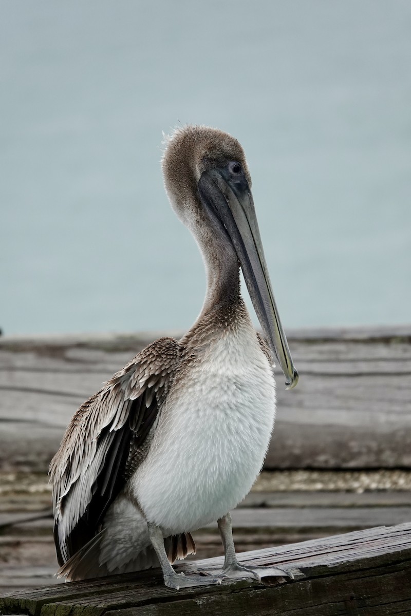 pelikán hnědý - ML612098975