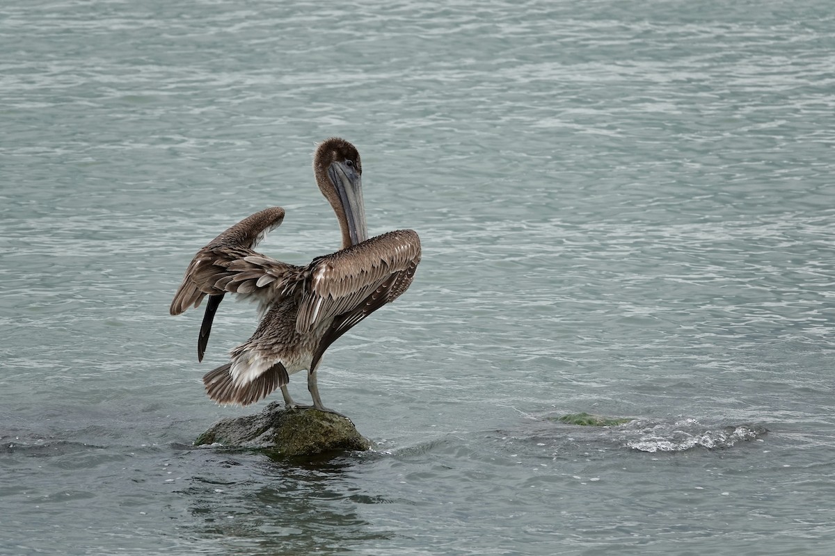 pelikán hnědý - ML612098977