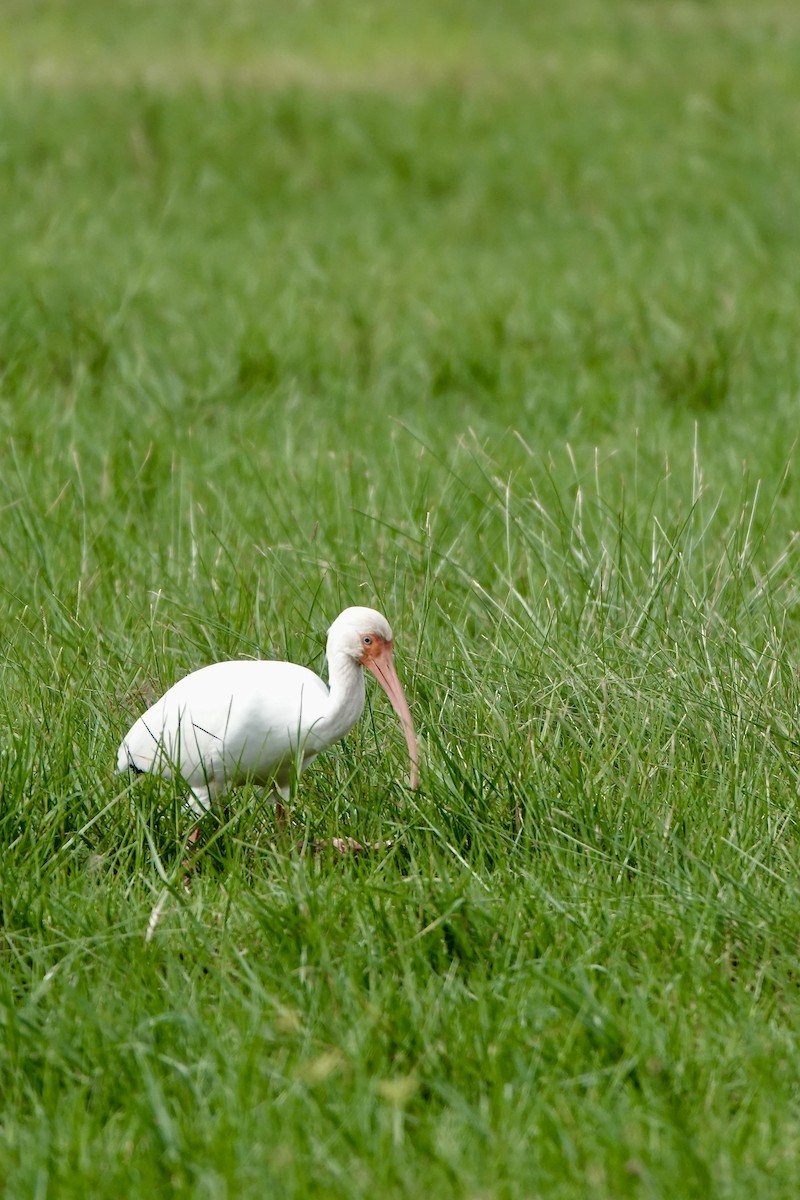 ibis bílý - ML612099019