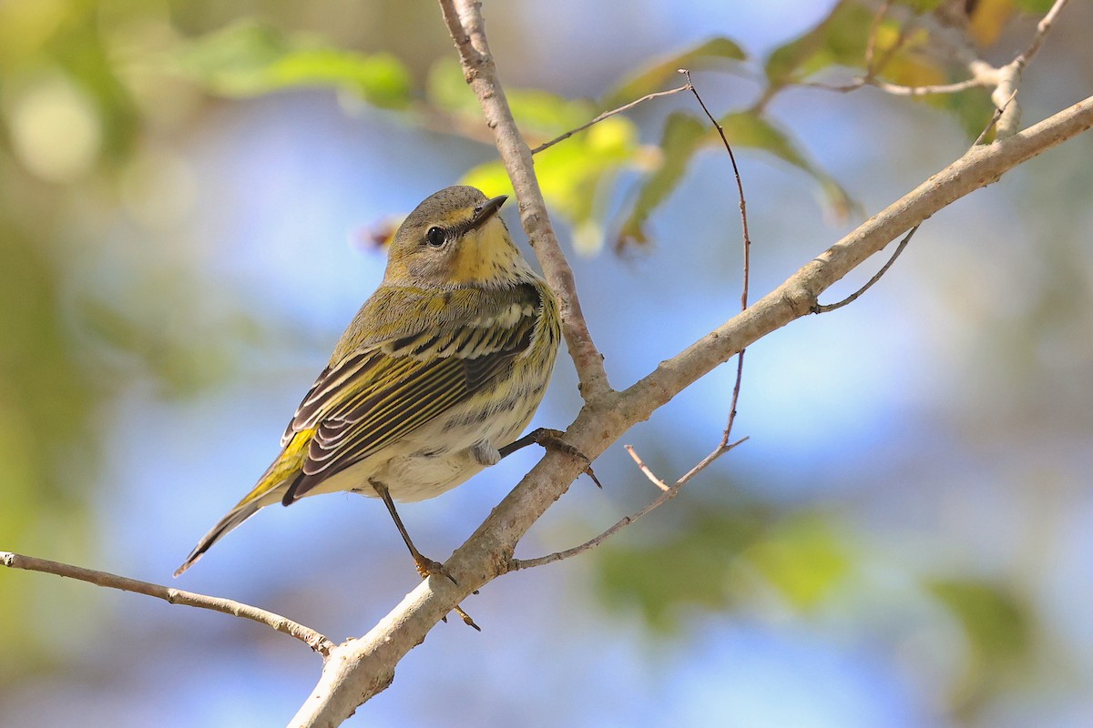 Cape May Warbler - ML612099064