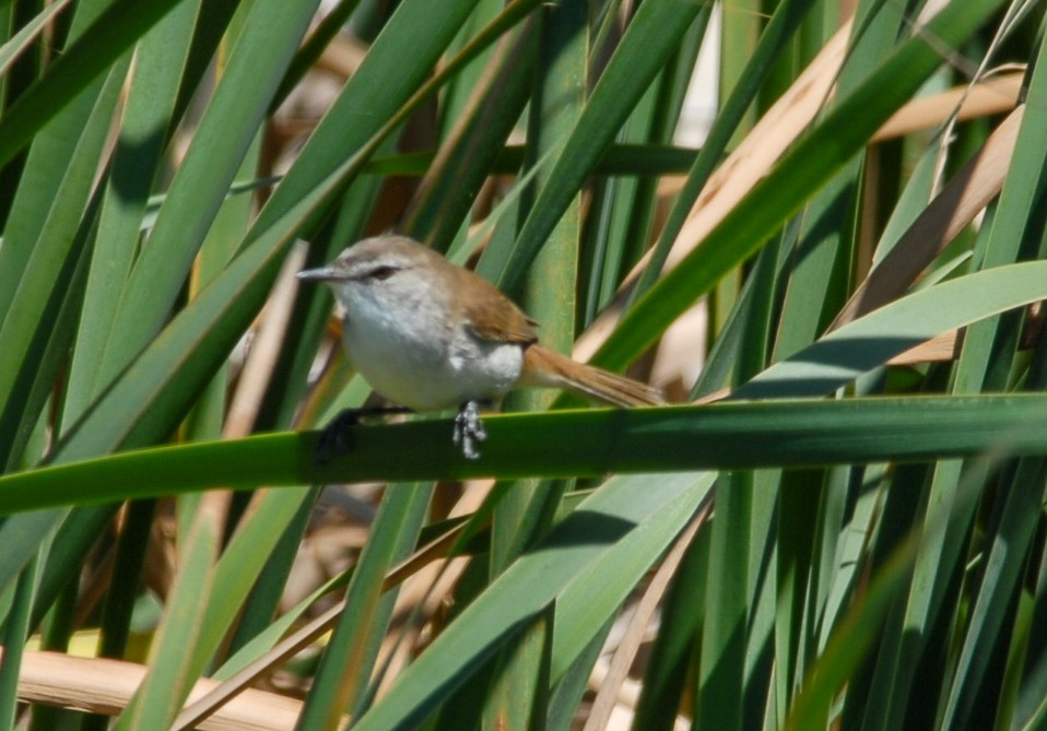 Lesser Swamp Warbler - Gallus Quigley