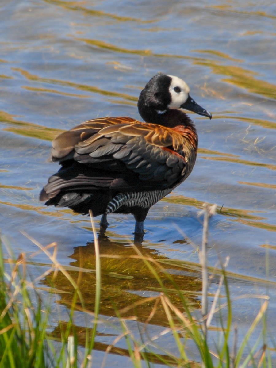 White-faced Whistling-Duck - Gallus Quigley