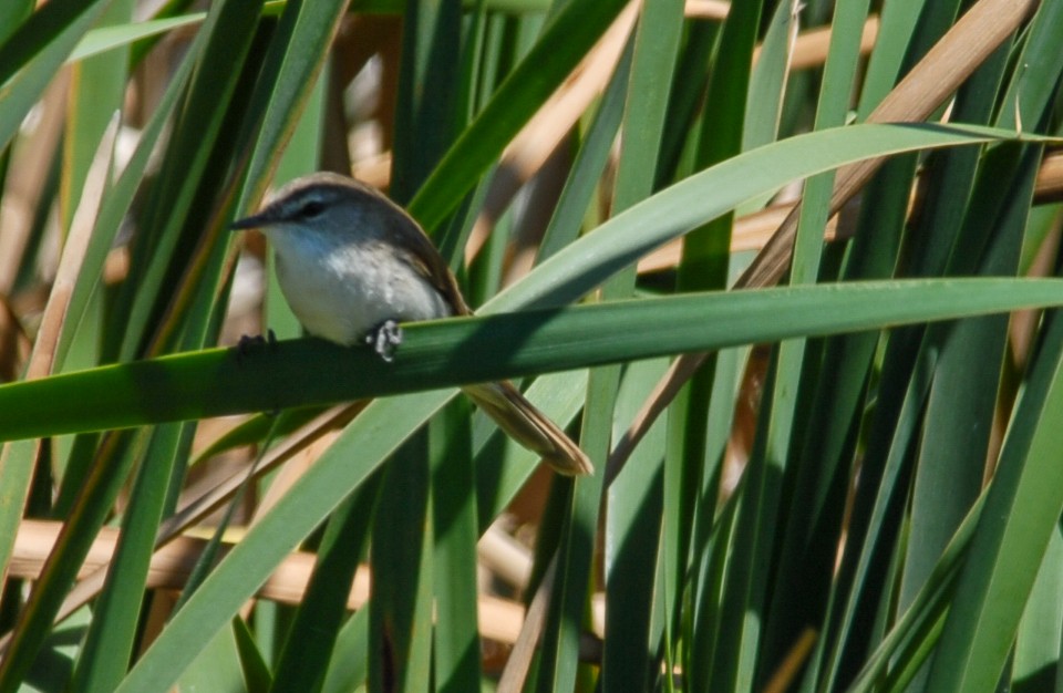 Lesser Swamp Warbler - Gallus Quigley