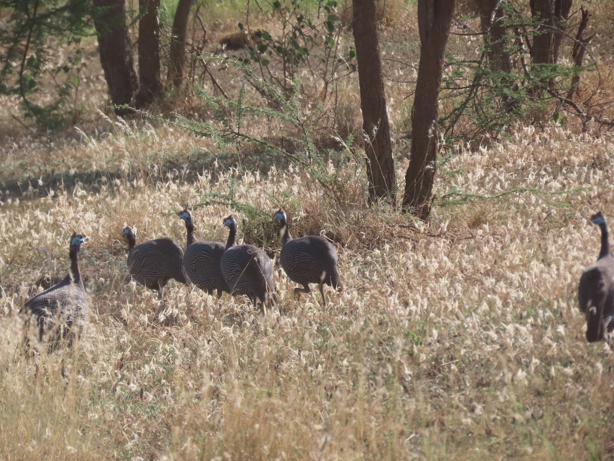ホロホロチョウ（meleagris／somaliensis） - ML612099513