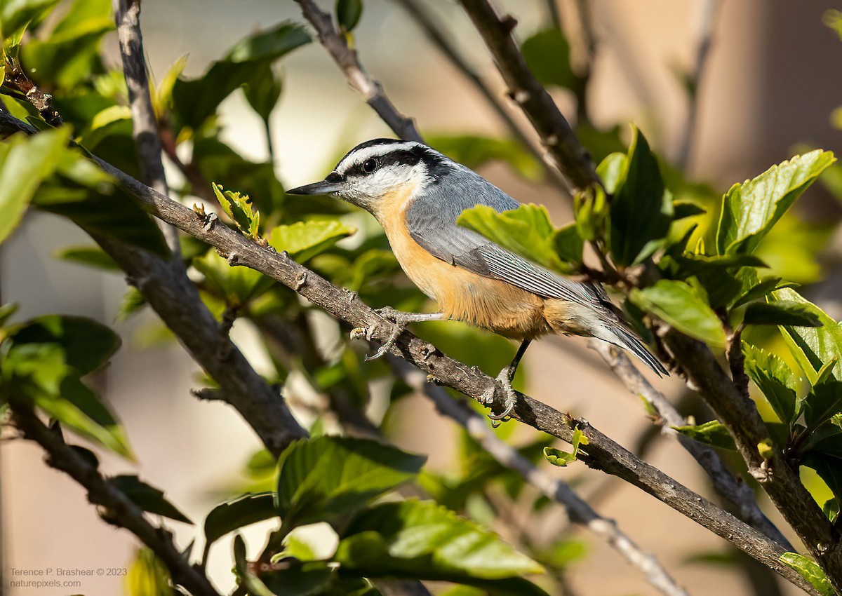 Red-breasted Nuthatch - ML612099534