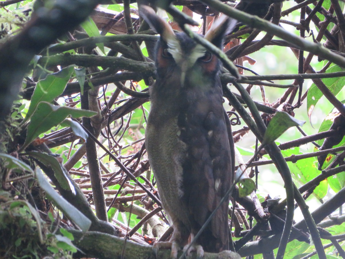 Crested Owl - ML612099604