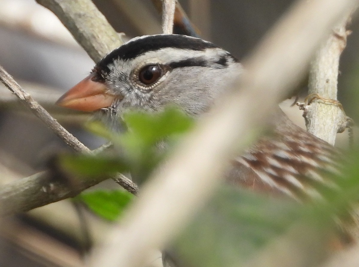 White-crowned Sparrow - ML612099833