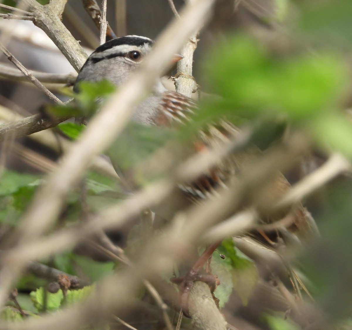 White-crowned Sparrow - ML612099834