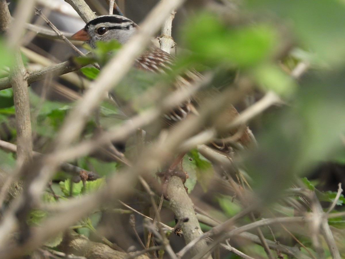 White-crowned Sparrow - ML612099839