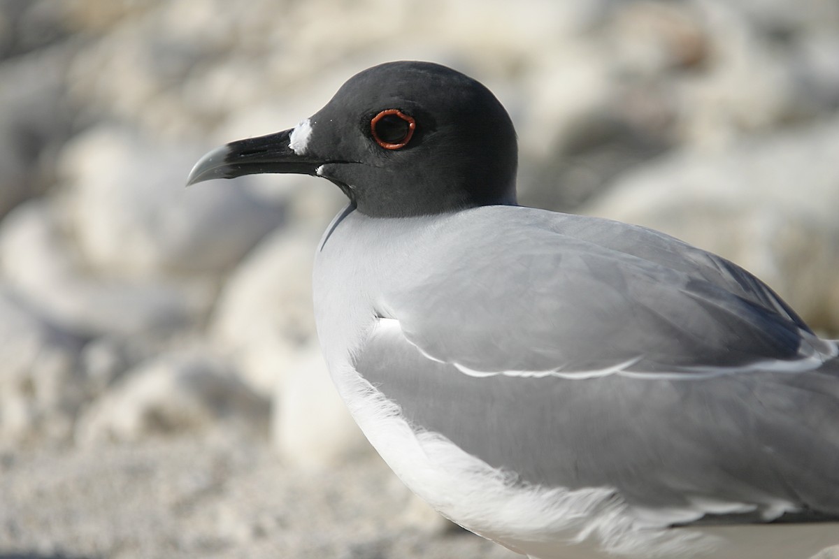 Swallow-tailed Gull - ML612099883