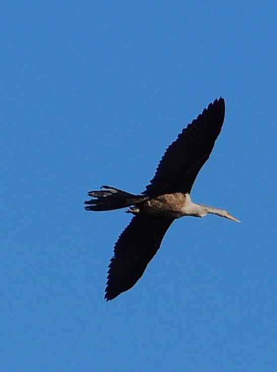 Anhinga d'Amérique - ML612100064