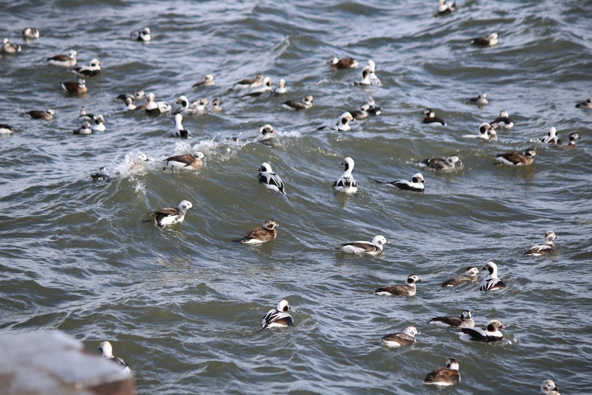 Long-tailed Duck - Serina T