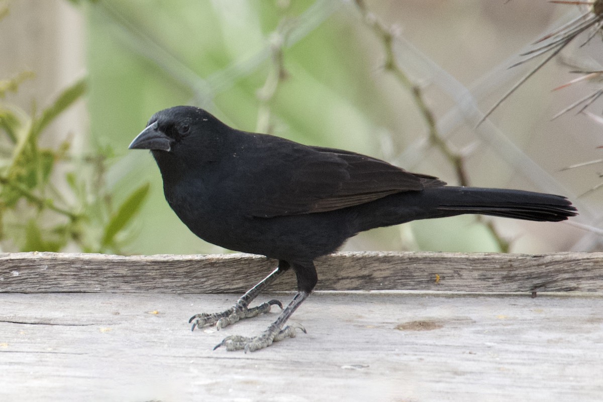 Bolivian Blackbird - ML612100232
