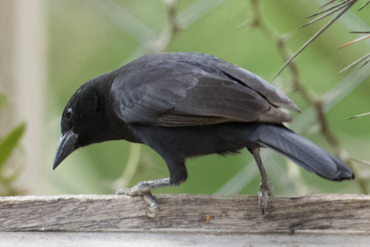 Bolivian Blackbird - ML612100286