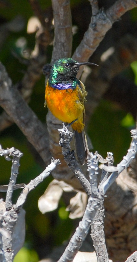 Orange-breasted Sunbird - Gallus Quigley