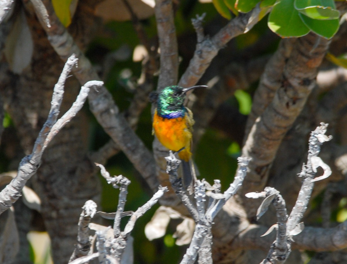 Orange-breasted Sunbird - Gallus Quigley