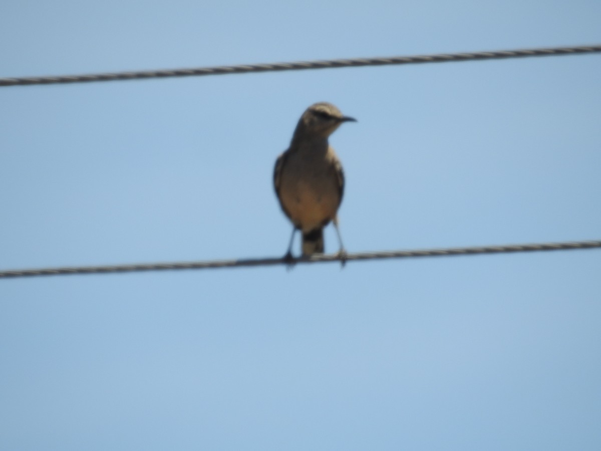 Patagonian Mockingbird - ML612100745