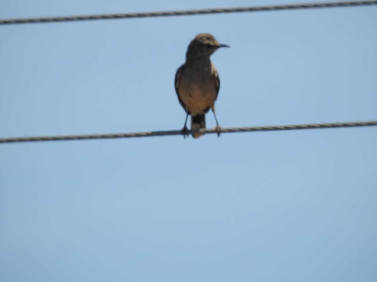 Patagonian Mockingbird - ML612100749